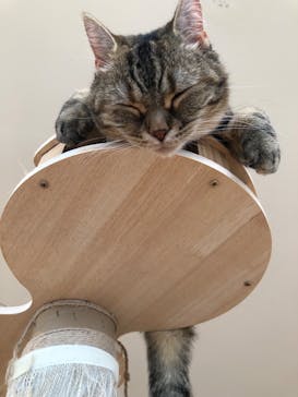 Cat Café MOFF グランベリーパーク店に投稿された画像（2025/7/7）