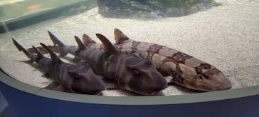 AQUARIUM × ART　atoaに投稿された画像（2025/7/7）
