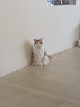 Cat Café MOFF 水戸オーパ店に投稿された画像（2025/7/7）