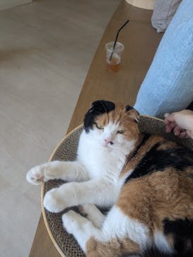 Cat Café MOFF 水戸オーパ店に投稿された画像（2025/7/7）