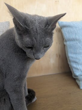 Cat Café MOFF 水戸オーパ店に投稿された画像（2025/7/7）