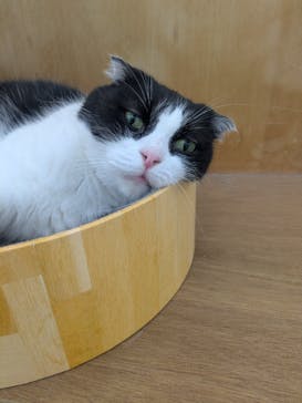 Cat Café MOFF 水戸オーパ店に投稿された画像（2025/7/7）