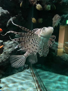 名古屋港水族館に投稿された画像（2025/7/7）