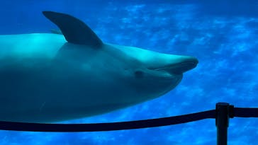名古屋港水族館に投稿された画像（2025/7/7）