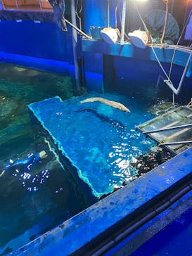 しながわ水族館に投稿された画像（2025/7/7）