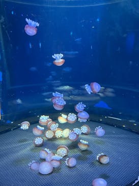新江ノ島水族館に投稿された画像（2025/7/7）