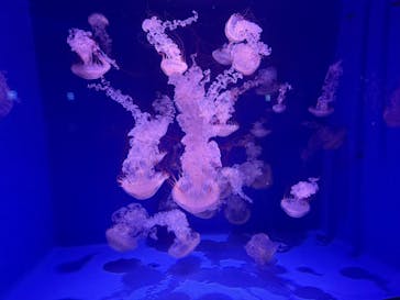 新江ノ島水族館に投稿された画像（2025/7/7）