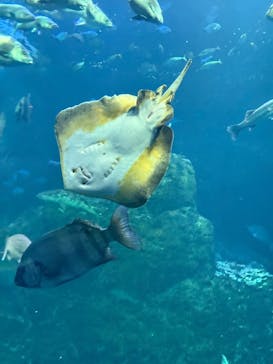 新江ノ島水族館に投稿された画像（2025/7/7）