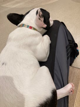 いぬカフェRio イオンモール福岡店に投稿された画像（2025/7/7）