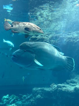 沖縄美ら海水族館に投稿された画像（2025/7/7）