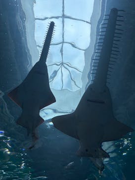 マクセル アクアパーク品川に投稿された画像（2025/7/8）