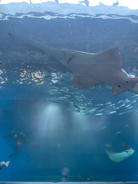 マクセル アクアパーク品川に投稿された画像（2025/7/8）