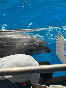 マクセル アクアパーク品川に投稿された画像（2025/7/8）