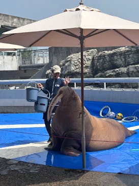 大分マリーンパレス水族館 「うみたまご」に投稿された画像（2025/7/8）