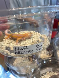 レプタイルズフィーバー2025に投稿された画像（2025/7/5）