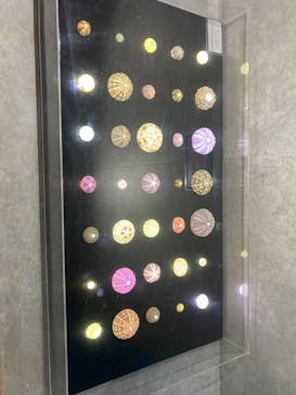 あわしまマリンパークに投稿された画像（2025/7/8）