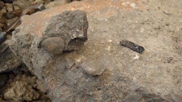 福井県立恐竜博物館に投稿された画像（2025/7/8）