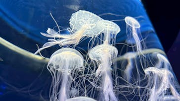 九十九島パールシーリゾートに投稿された画像（2025/7/8）