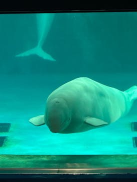 鴨川シーワールドに投稿された画像（2025/7/8）