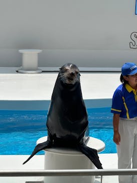 鴨川シーワールドに投稿された画像（2025/7/8）