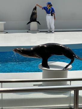 鴨川シーワールドに投稿された画像（2025/7/8）