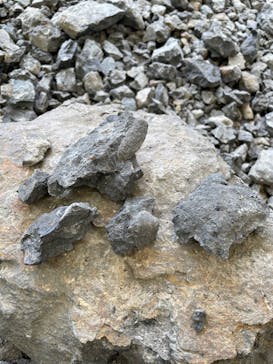 福井県立恐竜博物館に投稿された画像（2025/7/8）