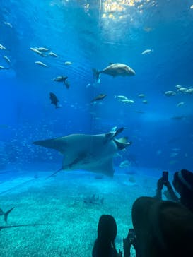 沖縄美ら海水族館に投稿された画像（2025/7/8）