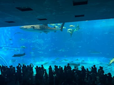 沖縄美ら海水族館に投稿された画像（2025/7/8）
