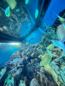 越前松島水族館に投稿された画像（2025/7/8）