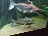 世界淡水魚園水族館　アクア・トトぎふに投稿された画像（2025/7/9）
