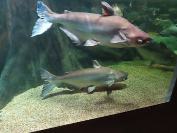 世界淡水魚園水族館　アクア・トトぎふに投稿された画像（2025/7/8）