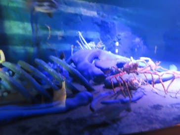 竹島水族館に投稿された画像（2025/7/8）