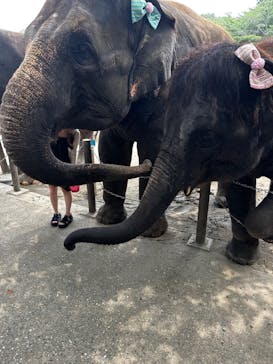 ANIMAL WONDER REZOURT 市原ぞうの国・サユリワールドに投稿された画像（2025/7/8）