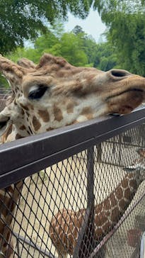 ANIMAL WONDER REZOURT 市原ぞうの国・サユリワールドに投稿された画像（2025/7/8）