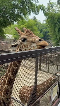 ANIMAL WONDER REZOURT 市原ぞうの国・サユリワールドに投稿された画像（2025/7/8）