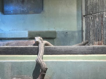 名古屋市東山動植物園に投稿された画像（2025/7/9）