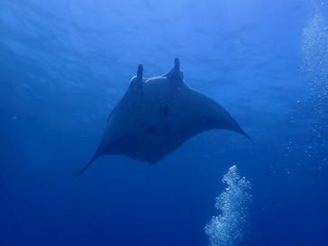 初心者専門店NEOMARINE石垣島に投稿された画像（2025/6/29）