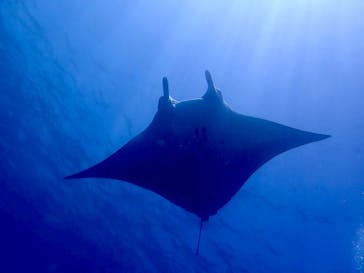 初心者専門店NEOMARINE石垣島に投稿された画像（2025/6/29）