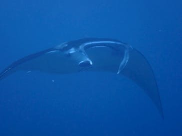 初心者専門店NEOMARINE石垣島に投稿された画像（2025/6/29）