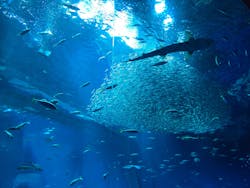 アクアワールド茨城県大洗水族館に投稿された画像（2025/7/9）