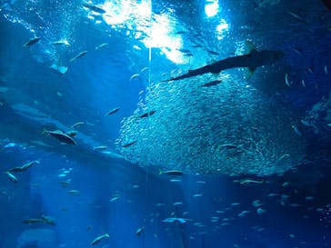アクアワールド茨城県大洗水族館に投稿された画像（2025/7/9）