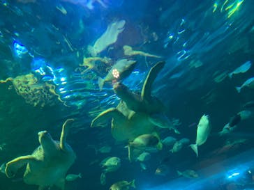 しながわ水族館に投稿された画像（2025/7/9）