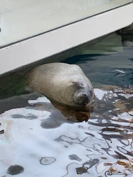 しながわ水族館に投稿された画像（2025/7/9）