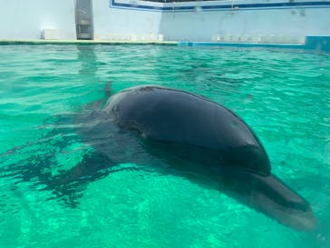 しながわ水族館に投稿された画像（2025/7/9）