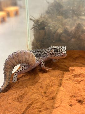 Moff animal cafe イオンモール新利府店に投稿された画像（2025/7/9）