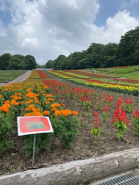 たんばらラベンダーパークに投稿された画像（2025/7/9）