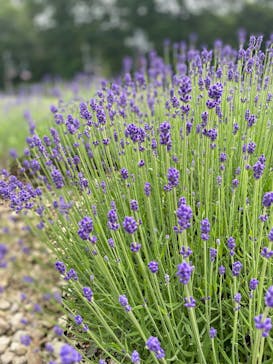 たんばらラベンダーパークに投稿された画像（2025/7/9）