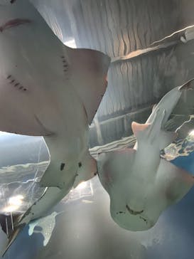 マクセル アクアパーク品川に投稿された画像（2025/7/9）