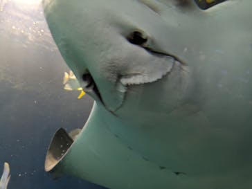 マクセル アクアパーク品川に投稿された画像（2025/7/9）