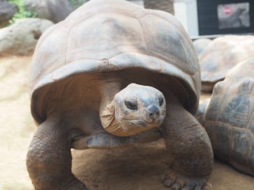 体感型動物園iZooに投稿された画像（2025/7/9）